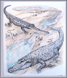 Indian Gavial or Gharial and American Crocodile