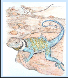 Leopard Lizard and Collared Lizard