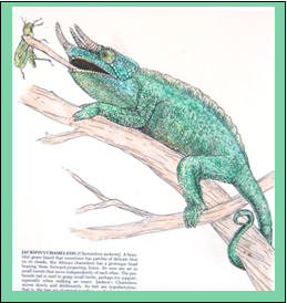 Jackson's Chameleon