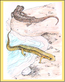 Dusky Salamander and Northern Two-Lined Salamander