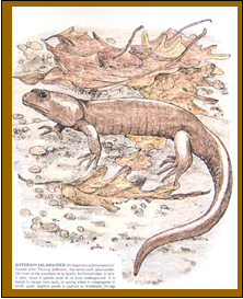 Jefferson Salamander