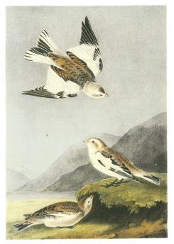 Snow Bunting