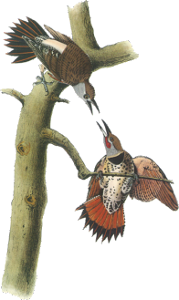 Northern Flicker