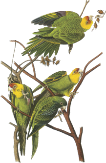 Carolina Parakeet