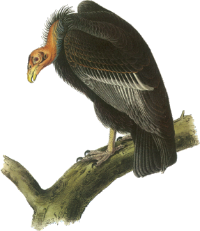 California Condor