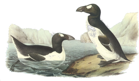 Great Auk