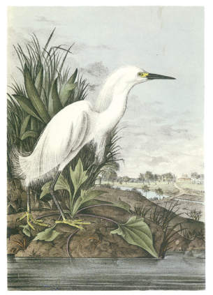 Snowy Egret